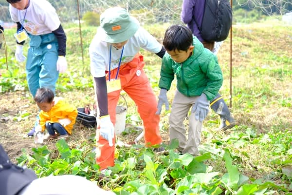 高平の里山で、芋掘り体験、焼き芋、ピザ窯パーティー