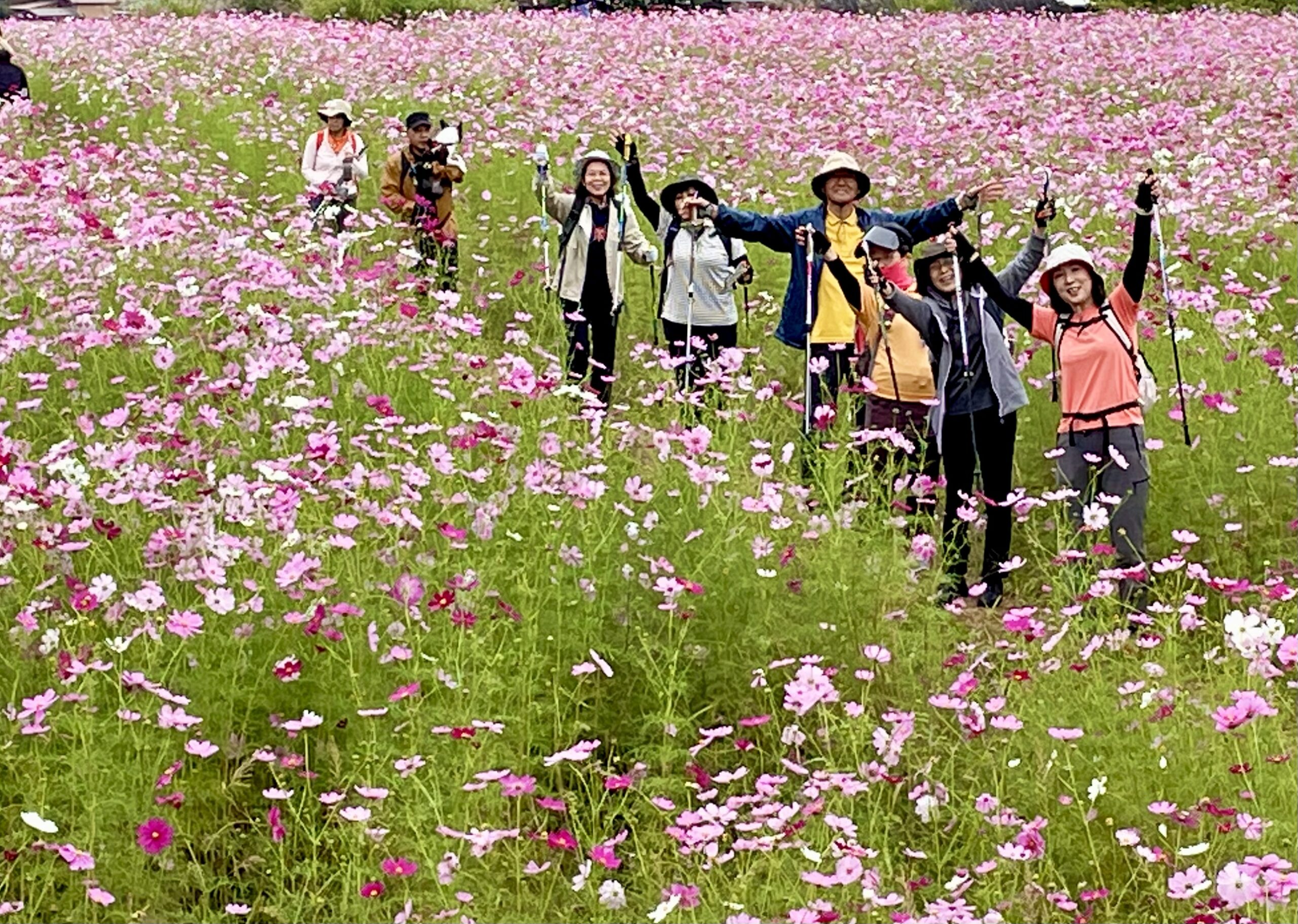 秋桜咲く三田の里山！歩いて味わう秋のごほうび